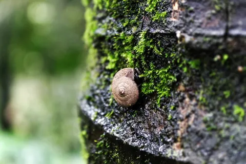 自然,高清壁纸,真菌,树木,背景,雨,湿,昆虫 自然,高清壁纸,真菌,树木,背景,雨,湿,昆虫