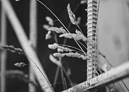 黑白、生长、小麦、城市、深色、喜怒无常、特写、植物