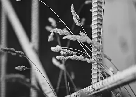 黑白、生长、小麦、城市、深色、喜怒无常、特写、植物