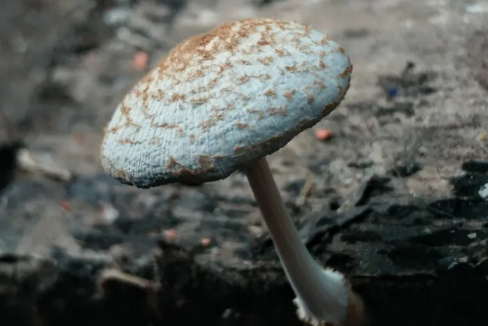 蘑菇、真菌、苔藓、潮湿、自然、户外、野生、背景