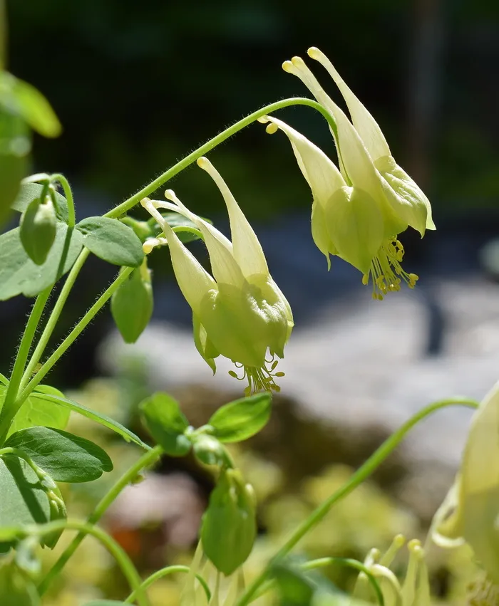 黄色花椰菜，花椰菜，新开，花，开花，开花，植物，花园