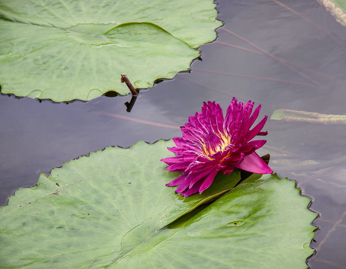 睡莲、植物、池塘、水生植物、红色、花朵、开花植物、大自然之美