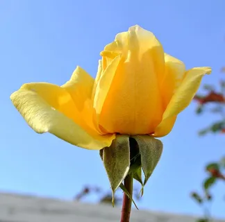 玫瑰,黄色,花,自然,植物,花瓣,开花植物,脆弱 玫瑰,黄色,花,自然,植物,花瓣,开花植物,脆弱