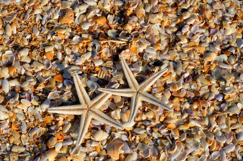 白色,海星,贝壳,海星,动物,珊瑚,生命 白色,海星,贝壳,海星,动物,珊瑚,生命
