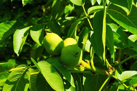 核桃树,水果,绿色,夏季,未成熟,健康,自然,食物 核桃树,水果,绿色,夏季,未成熟,健康,自然,食物