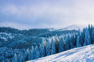 松树，四周环绕，雪，罗马尼亚，风景，风景，山脉，冬天