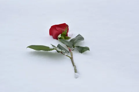 雪中的红玫瑰,爱情的象征,真爱永存,冬天,下雪,浪漫,寒冷,霜冻 雪中的红玫瑰,爱情的象征,真爱永存,冬天,下雪,浪漫,寒冷,霜冻
