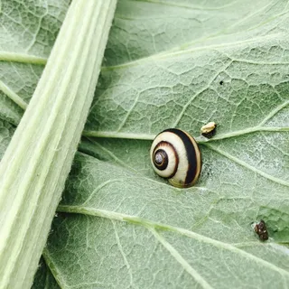 擦拭、蜗牛、漩涡、昆虫、自然、动物、粘液、害虫