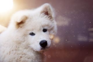 动物，狗，宠物，可爱，可爱，动物摄影，动物肖像，模糊