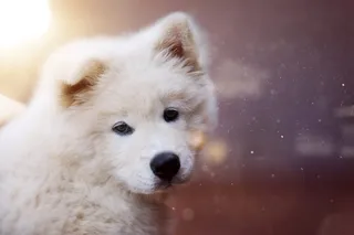 动物，狗，宠物，可爱，可爱，动物摄影，动物肖像，模糊