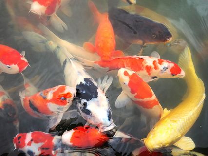 鲤鱼、池塘、日本花园、锦鲤、鱼类、游泳、海洋生物、无人