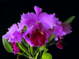 花朵，植物群，自然，花朵，兰花，花朵，香蒲，粉色