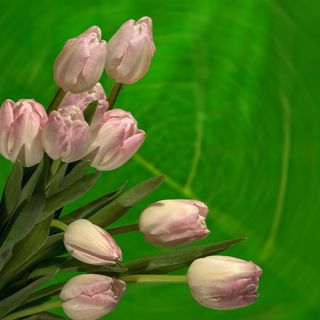 粉色，白色，花瓣，花朵，郁金香，郁金香，植物，自然