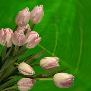 粉色,白色,花瓣,花朵,郁金香,郁金香,植物,自然 粉色,白色,花瓣,花朵,郁金香,郁金香,植物,自然