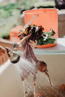 清洗蔬菜 清洗蔬菜