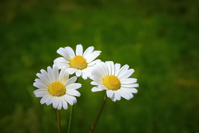 野花，草地，春天，盛开，花朵，开花植物，植物，新鲜度