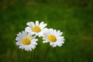 野花，草地，春天，盛开，花朵，开花植物，植物，新鲜度