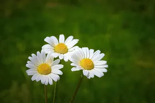 野花，草地，春天，盛开，花朵，开花植物，植物，新鲜度