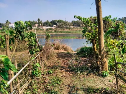 自然、地面、植物、树木、户外、balurghat、砾石、道路