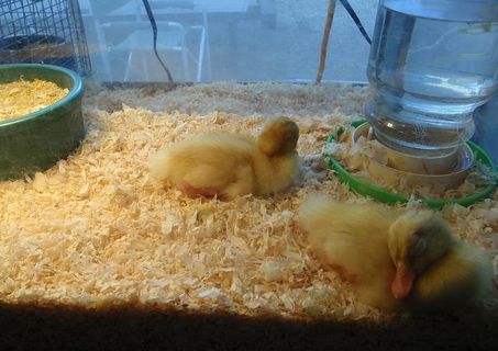 马林县集市上一天大的鸭子