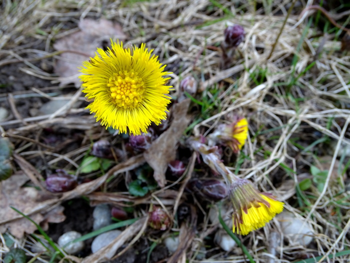 tussilago farfara, 春天, 止咳药, 春天的花朵, 黄色, 药材, 盛开, 花