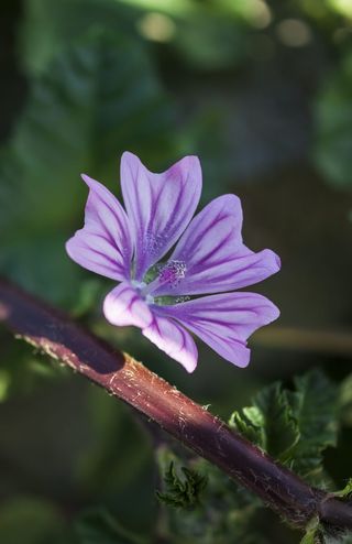 希腊, alimos, 帕尼山, 微距摄影, 花, 植物, 春天, 自然之美