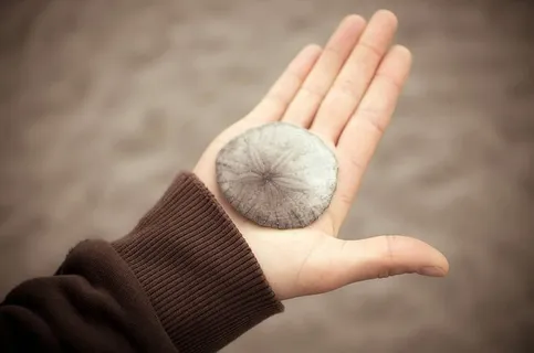 人类拿着灰色的贝壳