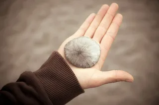 人类拿着灰色的贝壳