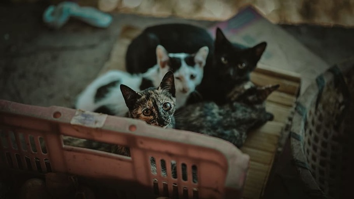 四只小猫