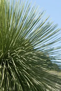 植物,野生,自然,多刺,串,仙人掌,沙漠植物,绿色 植物,野生,自然,多刺,串,仙人掌,沙漠植物,绿色
