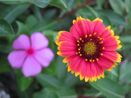 澎湖，印度毯，花，印度毯花，花瓣，花头，粉红色，易碎