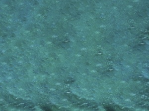 绿水特写照片