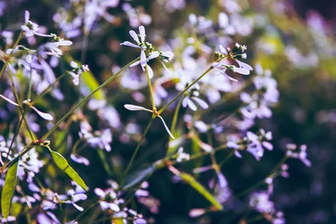 紫色花瓣花朵特写照片 紫色花瓣花朵特写照片