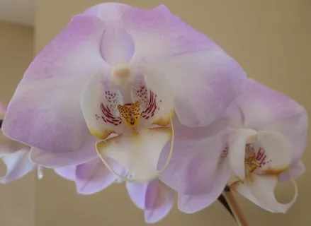 蝴蝶兰,兰花,花朵,花朵,飞蛾兰花,粉色,奇异,开花植物 蝴蝶兰,兰花,花朵,花朵,飞蛾兰花,粉色,奇异,开花植物