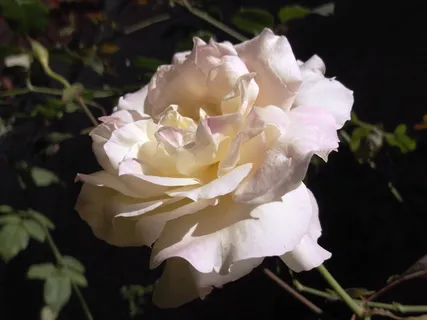 玫瑰,白色,花,宏,自然,开花植物,自然之美,花瓣 玫瑰,白色,花,宏,自然,开花植物,自然之美,花瓣