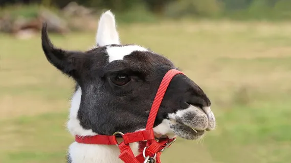 白色,黑色,山羊,喇嘛,头像,肖像,犹豫不决,冷静的态度 白色,黑色,山羊,喇嘛,头像,肖像,犹豫不决,冷静的态度
