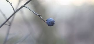 浆果、水果、隔离、博克、植物、健康饮食、特写、自然