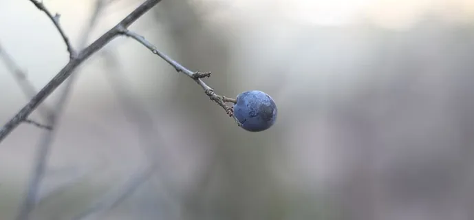 浆果、水果、隔离、博克、植物、健康饮食、特写、自然 浆果、水果、隔离、博克、植物、健康饮食、特写、自然