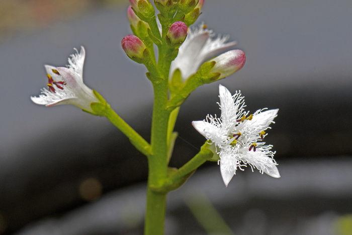 发烧连衣裙，menyanthes，menyanthes trifoliata，Sumpfanze，花，植物，开花植物，自然之美