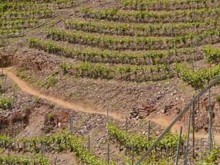 葡萄园，陡坡，葡萄酒种植，葡萄酒，陡峭位置，摩泽尔，摩泽尔葡萄酒桶，板岩