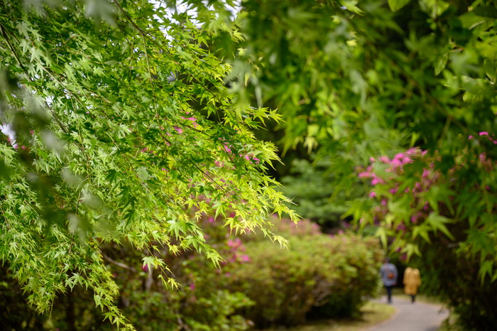 叶子，植物，树，人，人，枫树，户外，草