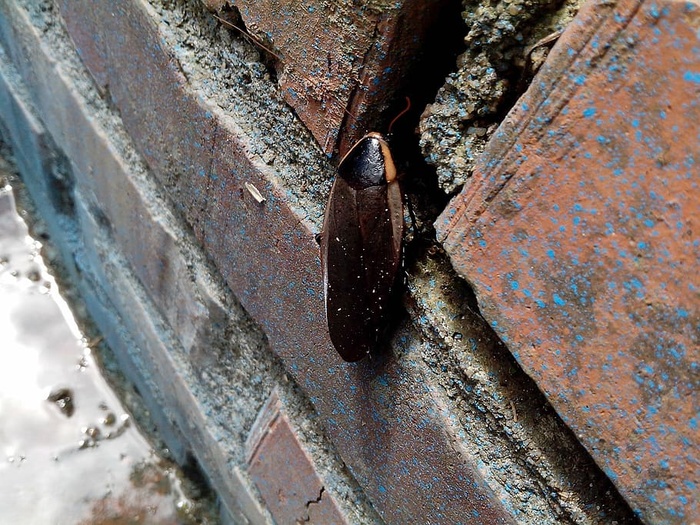 昆虫、砖块、变质、生锈、金属、风化、老化、损坏