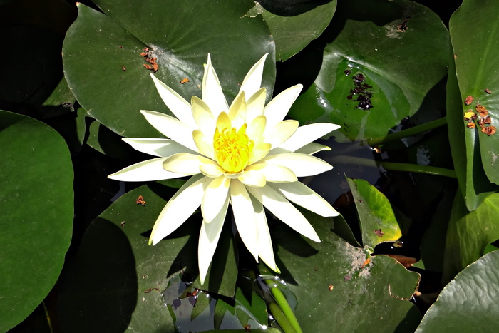 睡莲，香蕉睡莲，黄睡莲，墨西哥睡莲，睡莲，花朵，睡莲科，水生