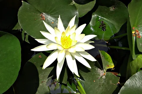 睡莲，香蕉睡莲，黄睡莲，墨西哥睡莲，睡莲，花朵，睡莲科，水生