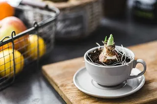 用核桃和金针剪成的小苗