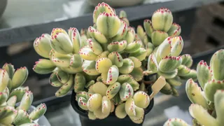 植物、食品、糖果、糖果、蛋糕、奶油、甜点、糖霜