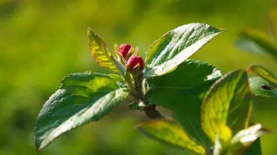 自然,植物,树枝,树,芽,粉红色,绿色,传单 自然,植物,树枝,树,芽,粉红色,绿色,传单