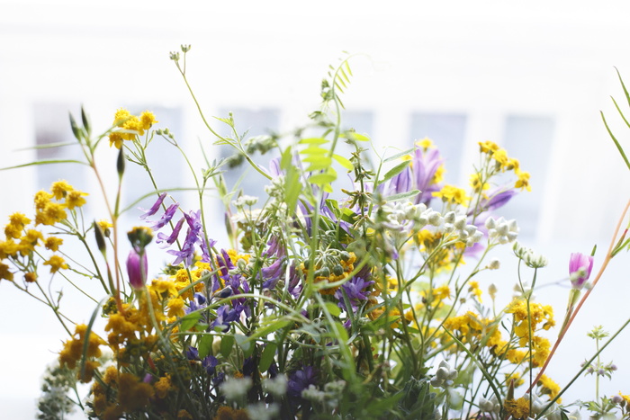 花，自然，花，枝，茎，茎，分类，花瓣