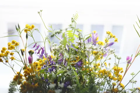 花,自然,花,枝,茎,茎,分类,花瓣 花,自然,花,枝,茎,茎,分类,花瓣