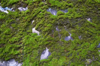 绿树，肯尼迪，岩石，苔藓，绿色，植物，自然，光合作用